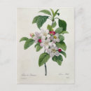 Recherche de pommier posters Dessin