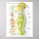 Recherche de vertébral posters Chiropratique