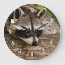 Recherche de ratons laveurs horloges Faune