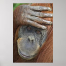 Recherche de captifs posters Primate
