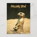 Recherche de suricate cartes postales Meerkat