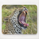 Recherche de sud africain tapis souris Nature