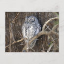 Recherche de parc national de kruger cartes postales Faune