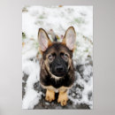 Recherche de shepard posters Chiot
