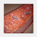 Recherche de bacterie magnets Horizontal