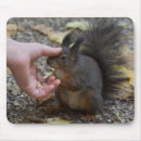 Recherche de écureuils drôles tapis souris Noix