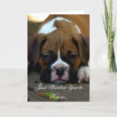 Recherche de boxeur photographie Animal