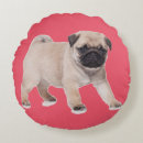 Recherche de chiot de carlin coussins Animal familier