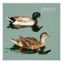 Recherche de canards posters Oiseaux
