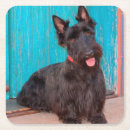 Recherche de terrier écossais dessous de verres Noir