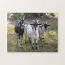 Recherche de goat puzzles Animal