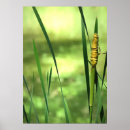 Recherche de cattails posters Plante