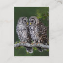 Recherche de hibou barré Varia de strix