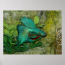 Recherche de splendens de betta posters Eau douce