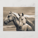 Recherche de à cheval cartes postales Superstock