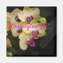 Recherche de orchidée jaune Nature