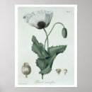 Recherche de papaver posters Botanique