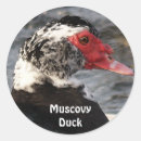 Recherche de collecteurs autocollants Amoureux des oiseaux