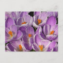 Recherche de crocus posters Beau