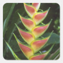 Recherche de macro autocollants Tropical