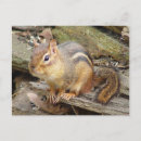 Recherche de tamia cartes postales Animal