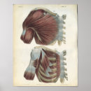 Recherche de épaule posters Anatomie