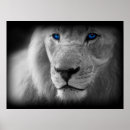 Recherche de yeux lion posters Imaginaire