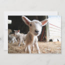 Recherche de jeune animal vœux cartes Bétail