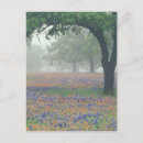 Recherche de bleuets cartes postales Fleur sauvage