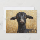 Recherche de chèvre noire cartes postales Pour tous