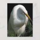 Recherche de héron blanc cartes postales Nature