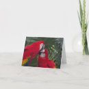 Recherche de de perroquet vœux cartes Perroquets