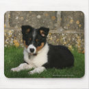 Recherche de chiot border collie tapis souris 12 semaines