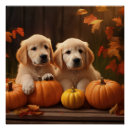 Recherche de golden retriever posters Animal