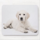 Recherche de chiots golden retriever tapis souris Photographie