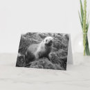 Recherche de otarie vœux cartes Photographie