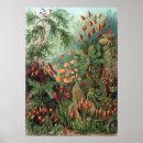 Recherche de plante posters Vintage