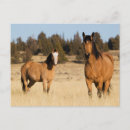 Recherche de steen cartes postales Cheval