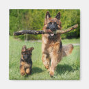 Recherche de police chien magnets Chiot