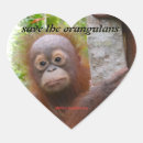 Recherche de orangs outans autocollants Orang outan