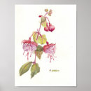 Recherche de fuschia posters Aquarelle