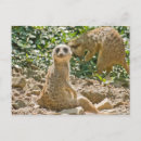 Recherche de mangouste posters Sauvage