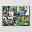 Recherche de espèces cartes postales Oiseaux