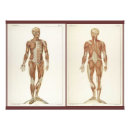 Recherche de muscle humain posters Anatomique
