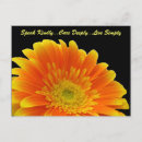 Recherche de gerbera cartes postales Photographie