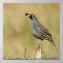 Recherche de cailles posters Faune