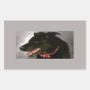 Recherche de labradors autocollants Toute personne