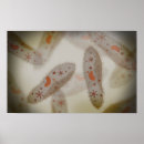 Recherche de membrane posters Paramécie