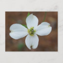 Recherche de dogwood cartes postales Blanc