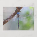 Recherche de libellule bleue cartes postales Animal